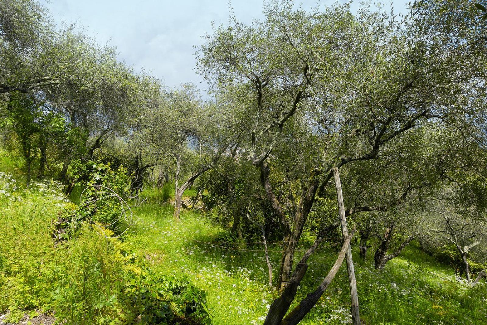 דירות לה ספציה Gli Ulivi Sul Golfo E Le 5 Terre מראה חיצוני תמונה